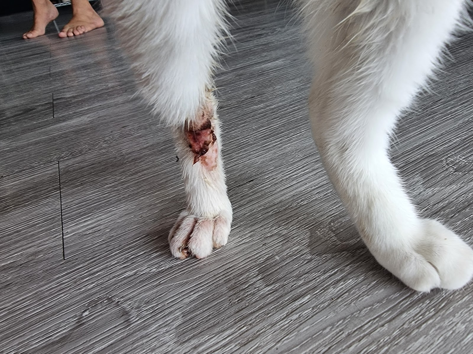 Animalia Pet Hospital - Gallery image 4