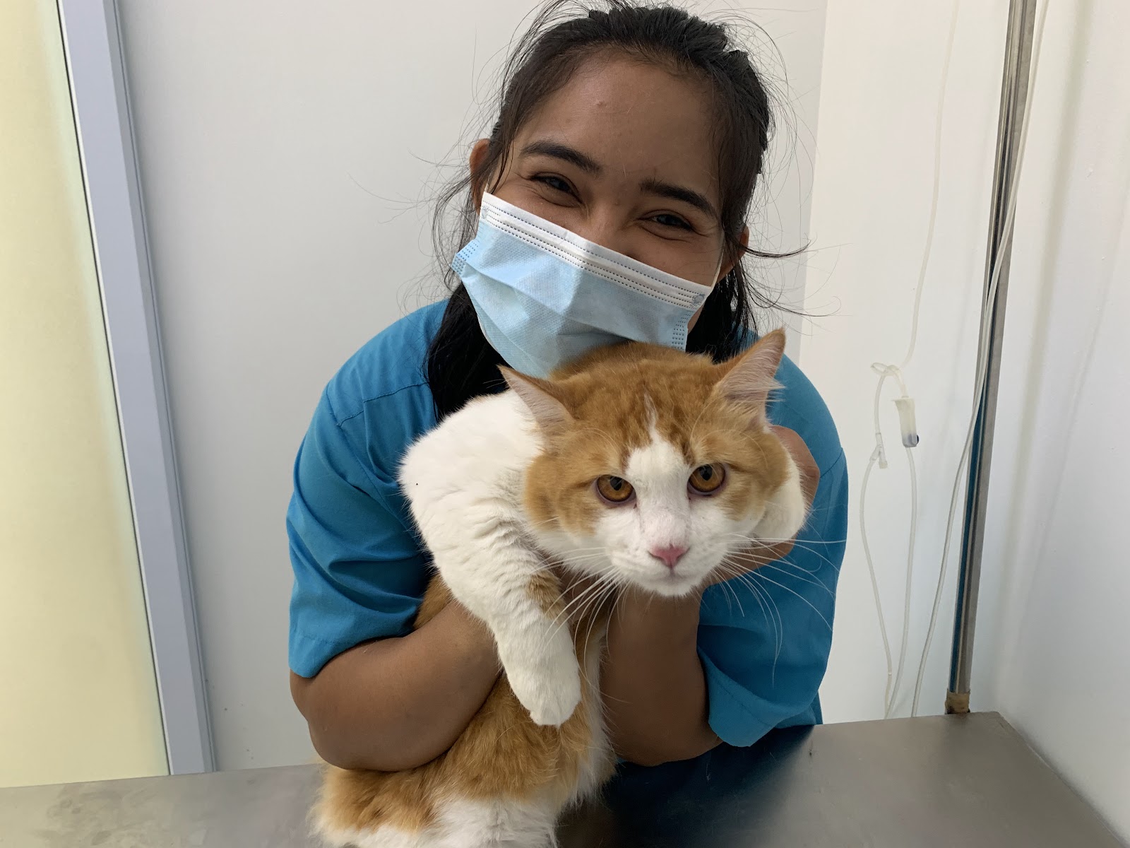 Animalia Pet Hospital - Gallery image 5