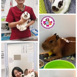 Animalia Pet Hospital - Gallery image 9