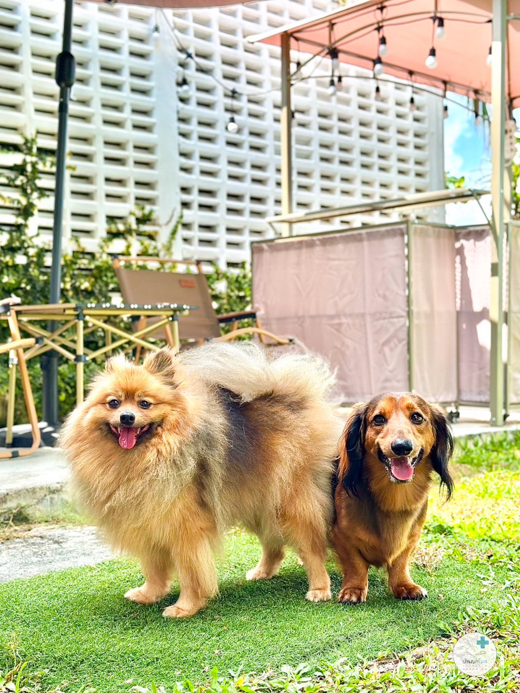 Baanmharimlay Clinic & Grooming