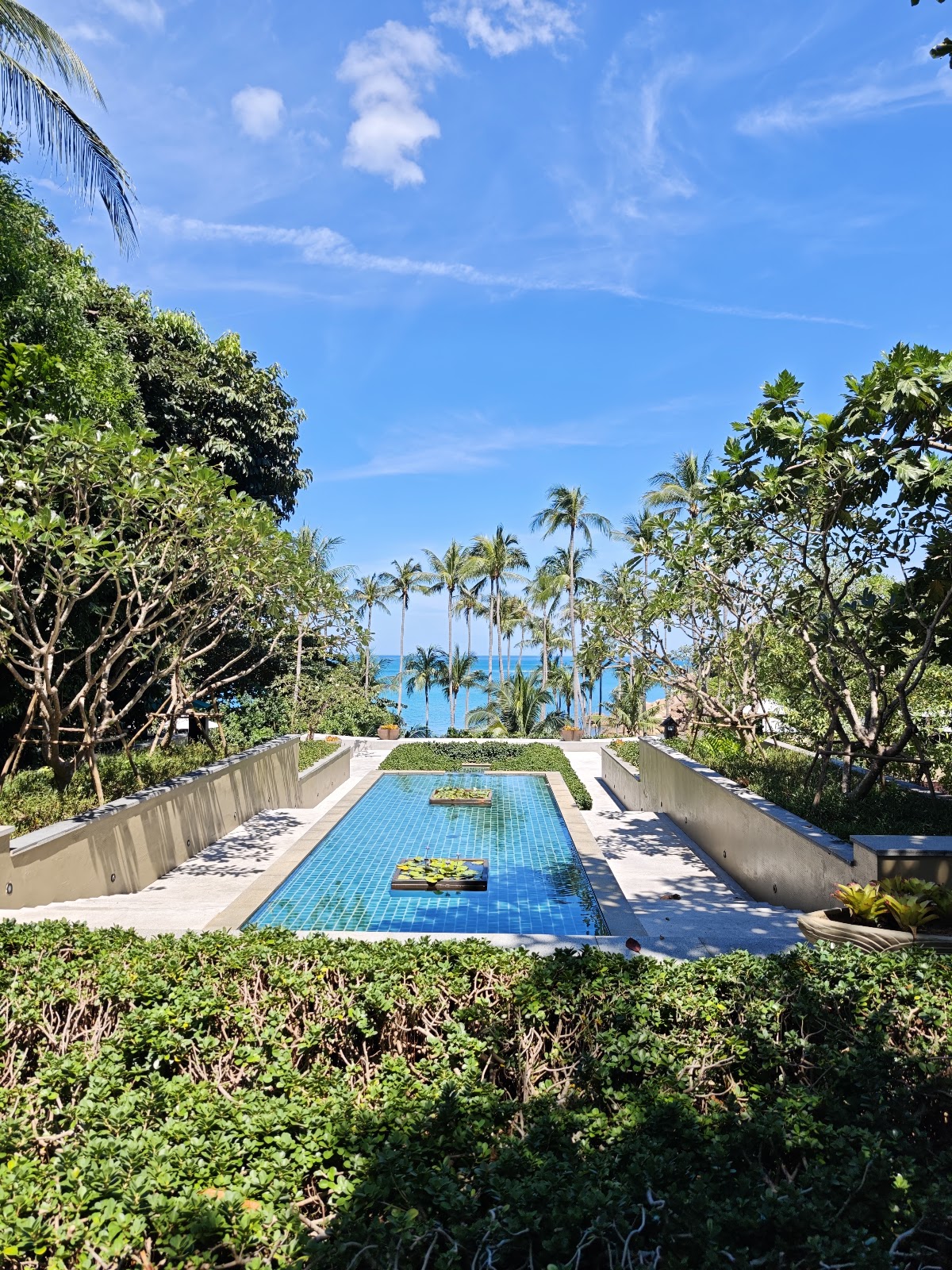 Banyan Tree