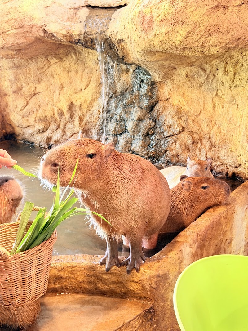 Capybara Coffee - Gallery image 2