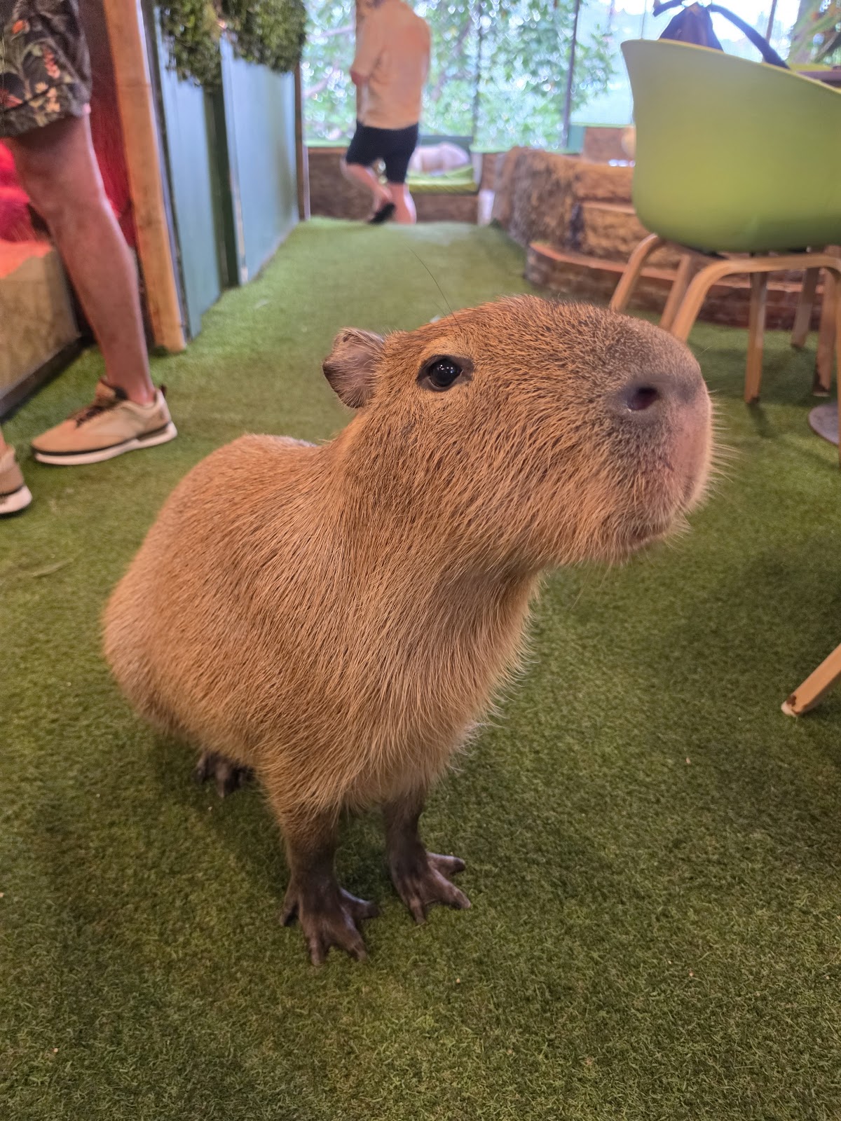 Capybara Coffee - Gallery image 4