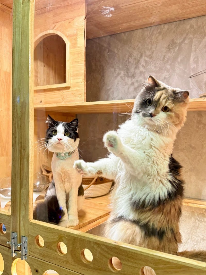 Cat Lover Hotel - Gallery image 2