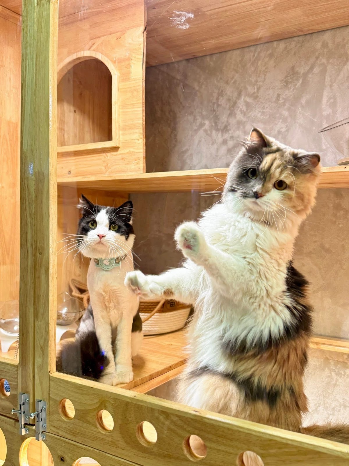 Cat Lover Hotel