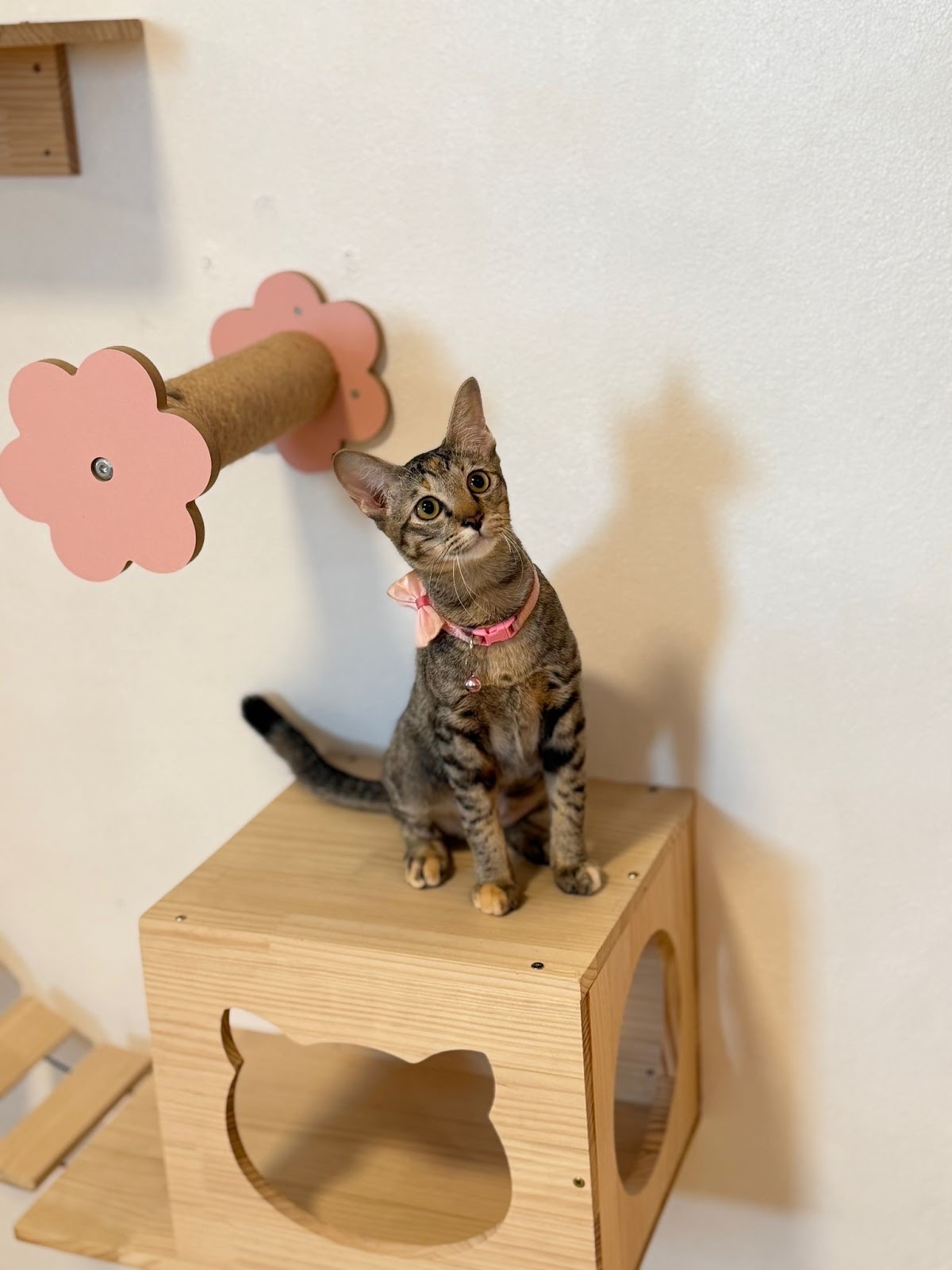 Cat Lover Hotel