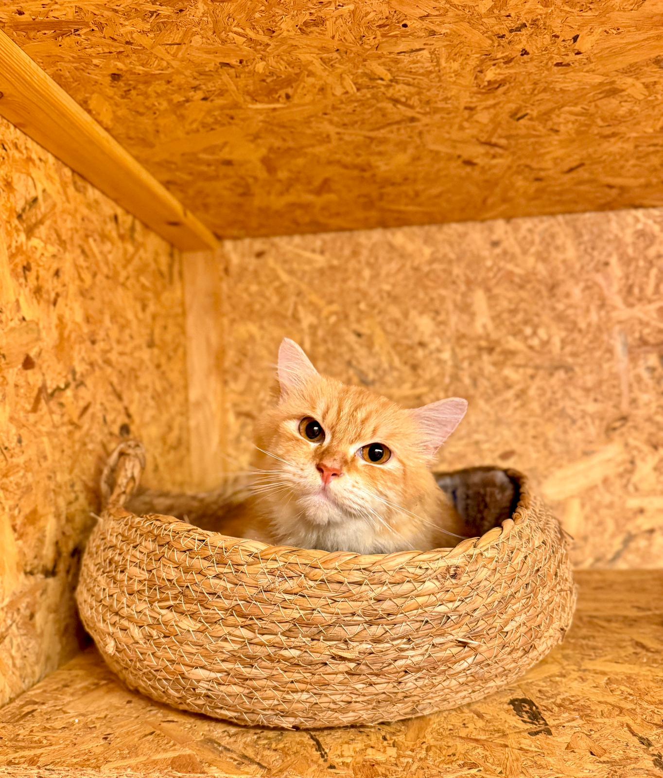 Cat Lover Hotel - Gallery image 4