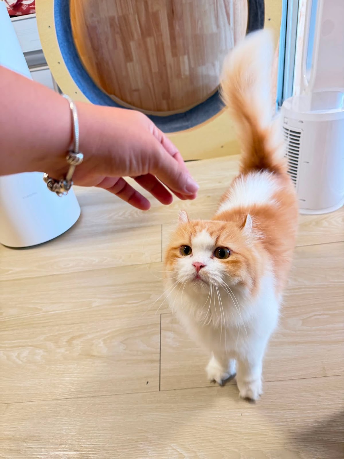 Cat Lover Hotel - Gallery image 5