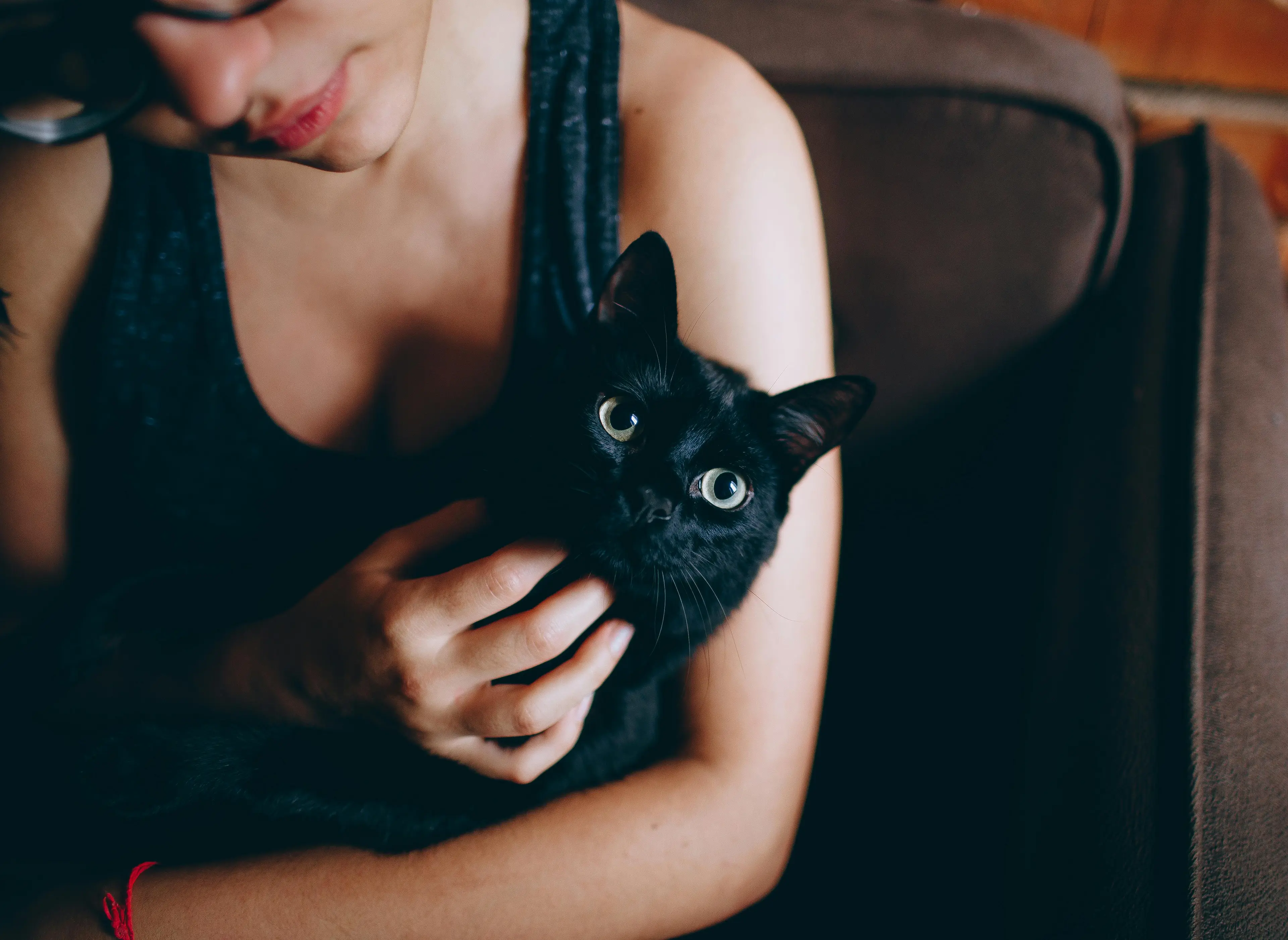 Cat Lover Hotel - Gallery image 7