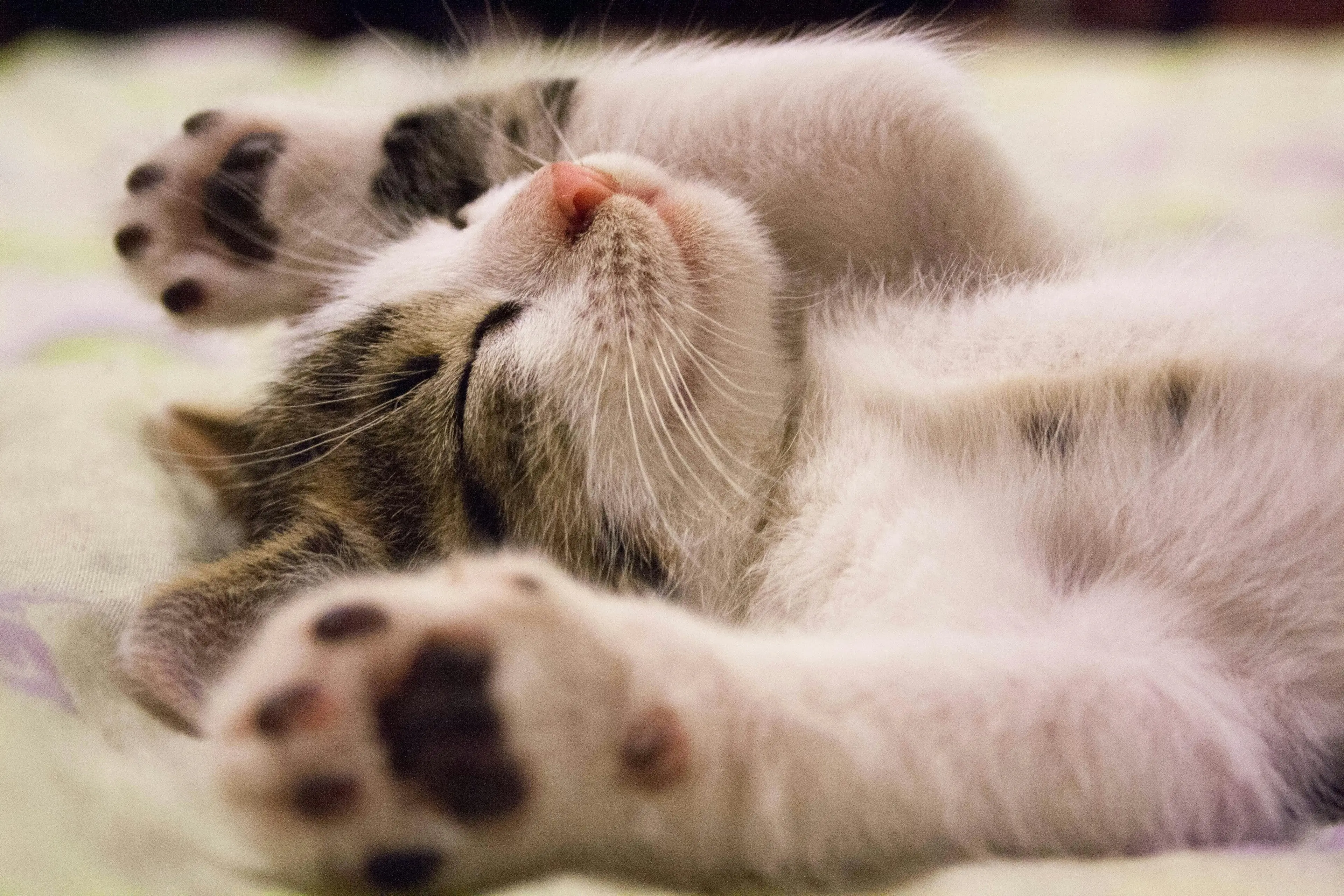 Cat Lover Hotel - Gallery image 8