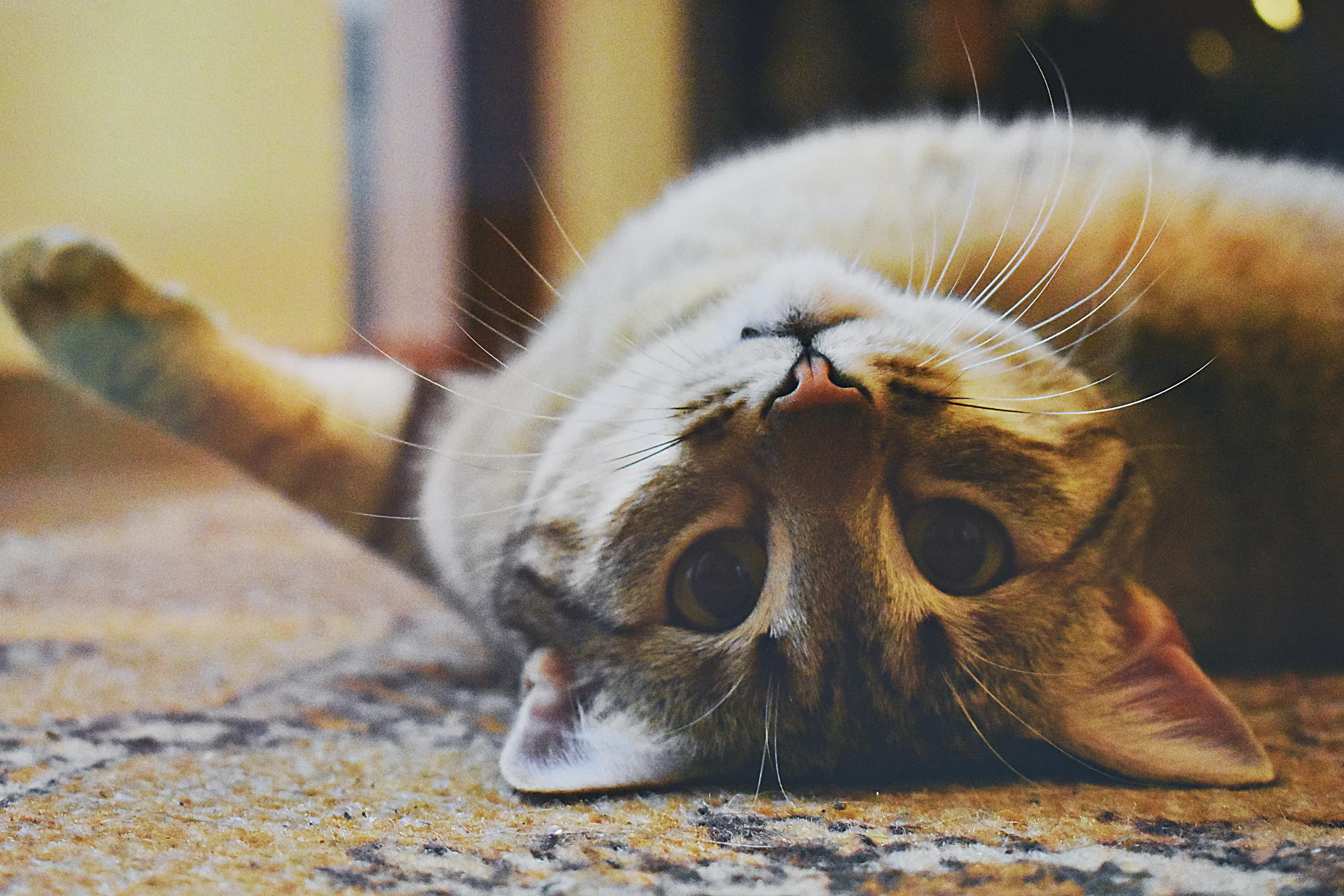 Cat Lover Hotel - Gallery image 9
