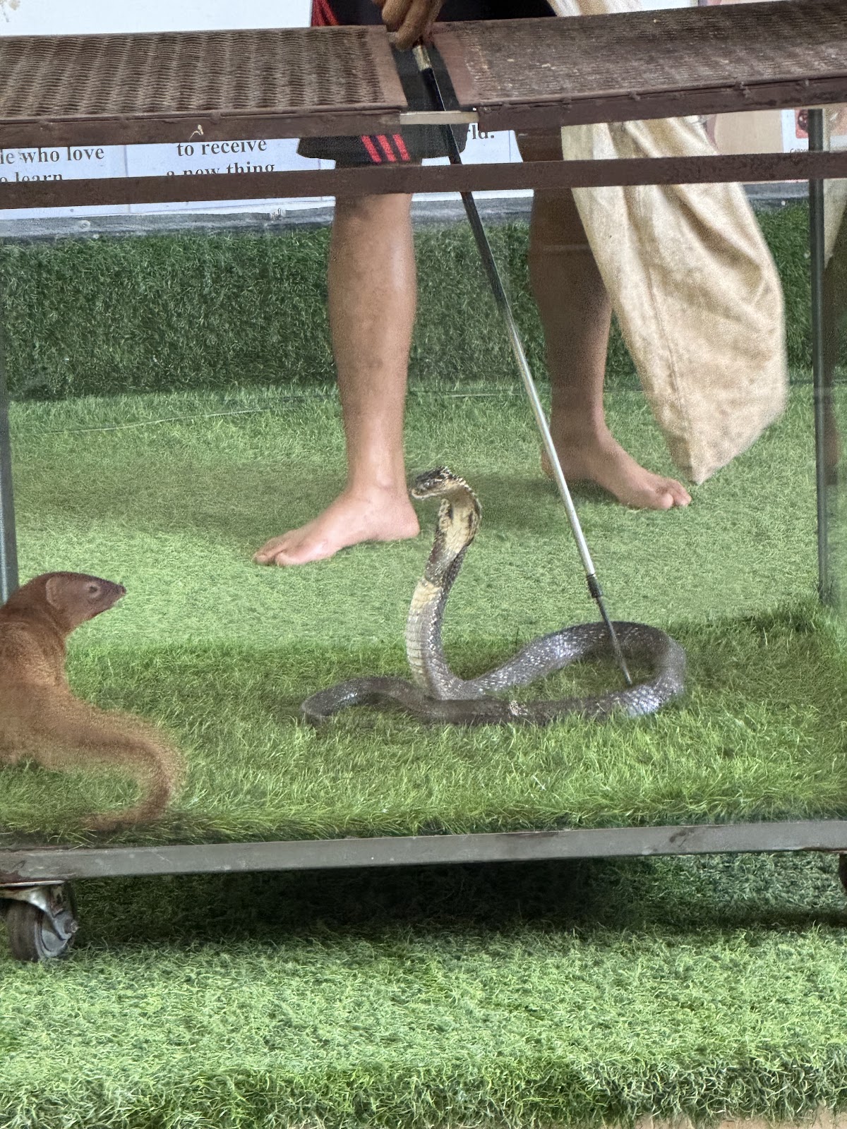Cobra Show Thailand