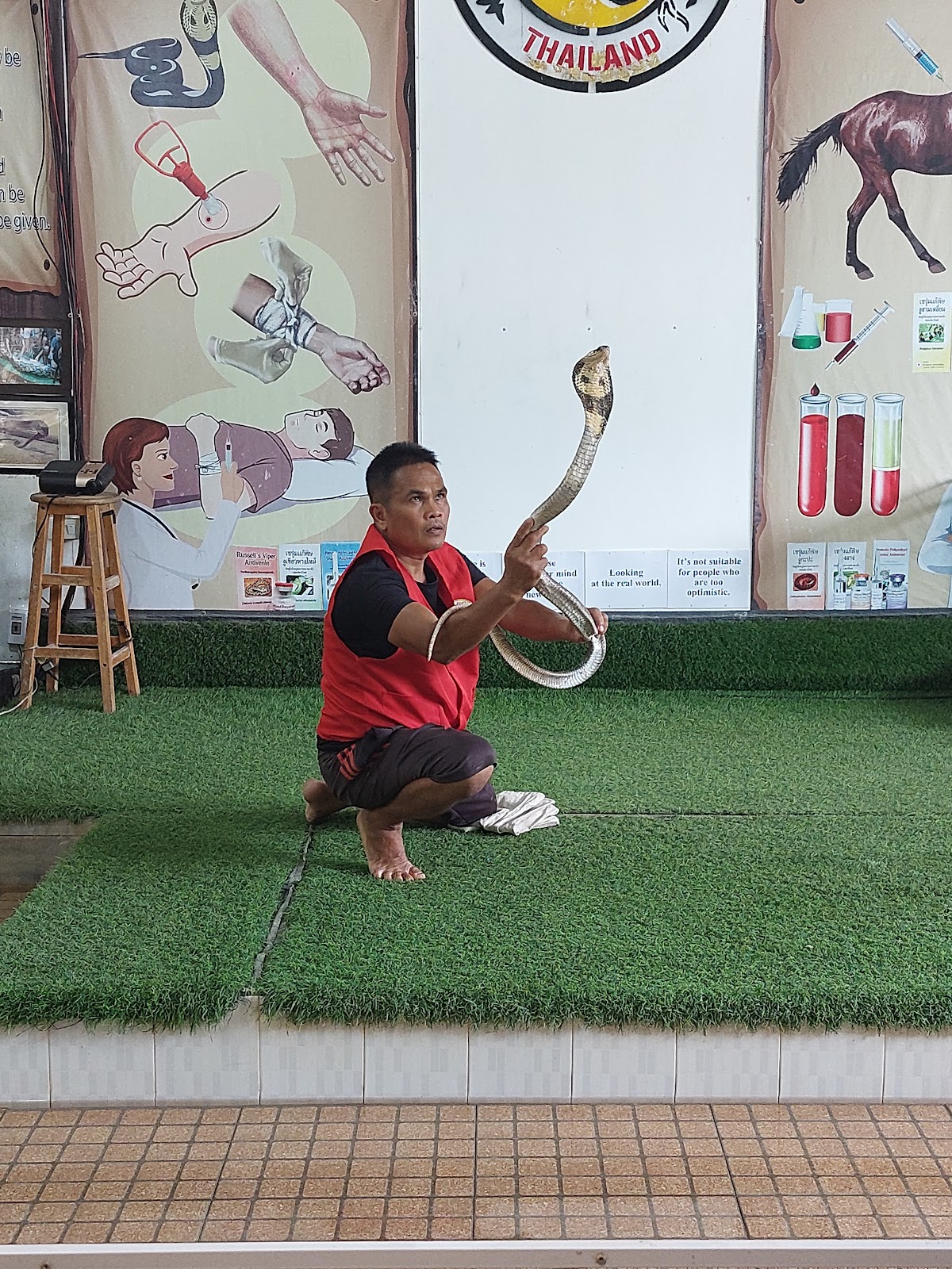 Cobra Show Thailand