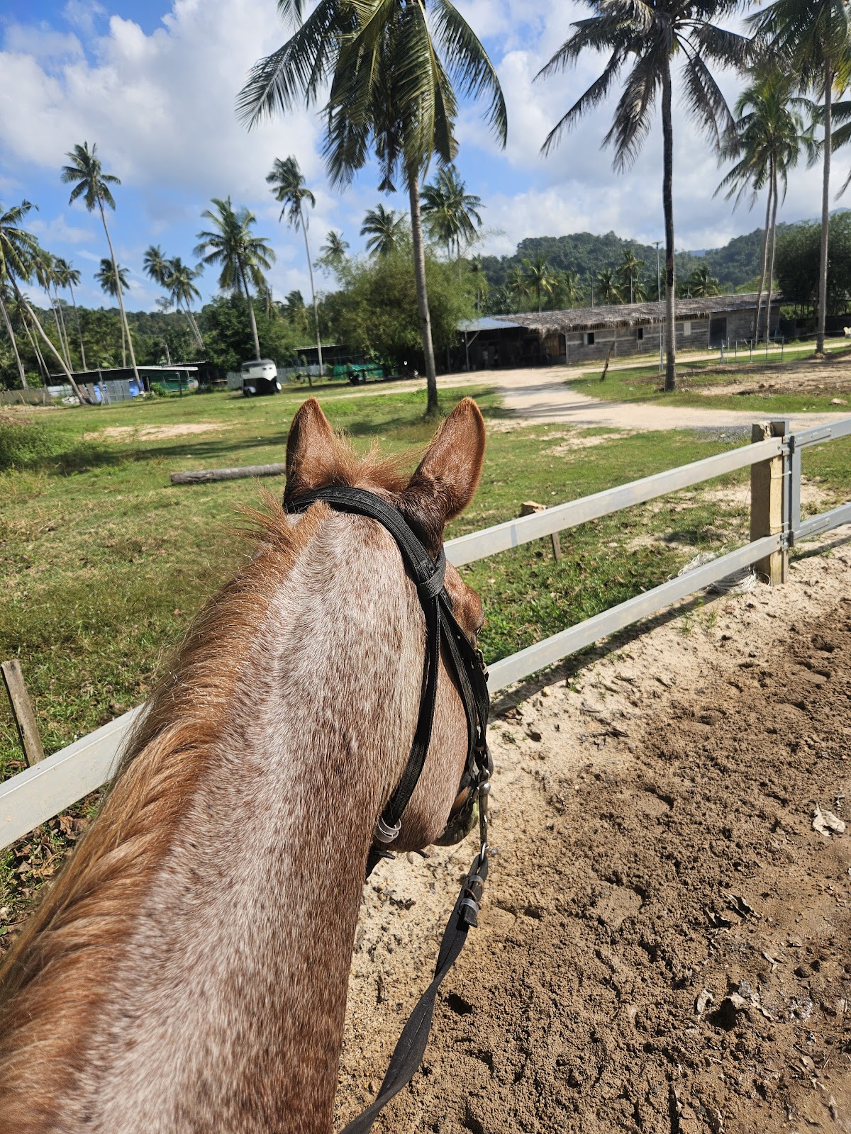 Coco Samui Riding Club - Gallery image 4