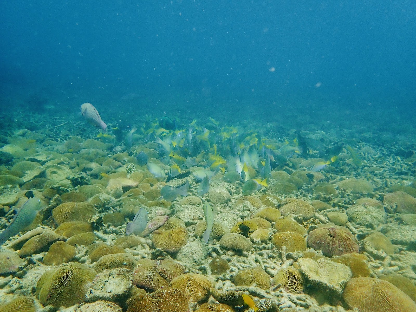 Discovery Divers
