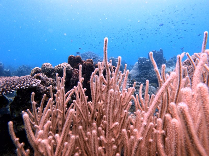 Discovery Divers - Gallery image 5