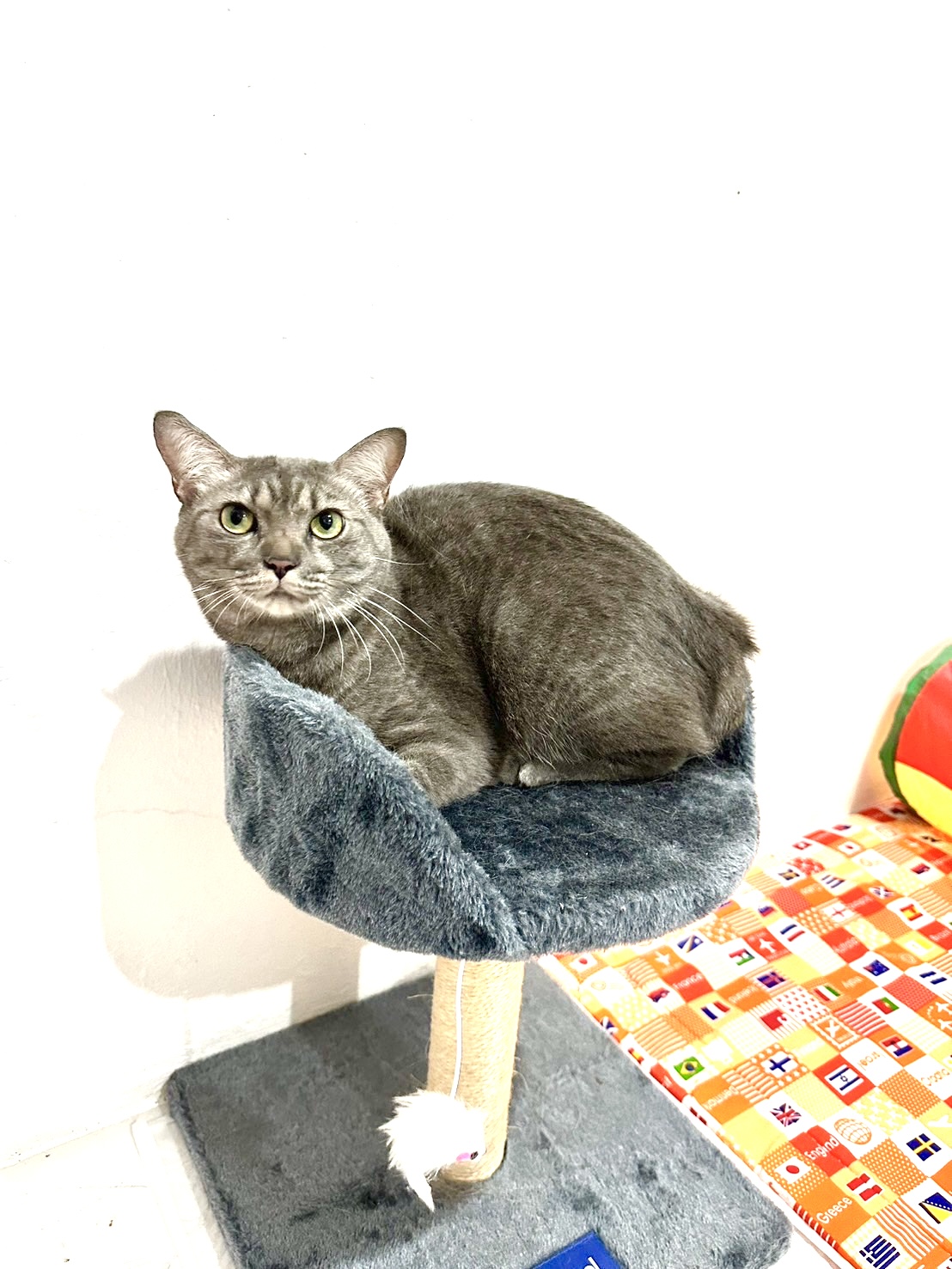 Dog And Cat Pet Center - Gallery image 4