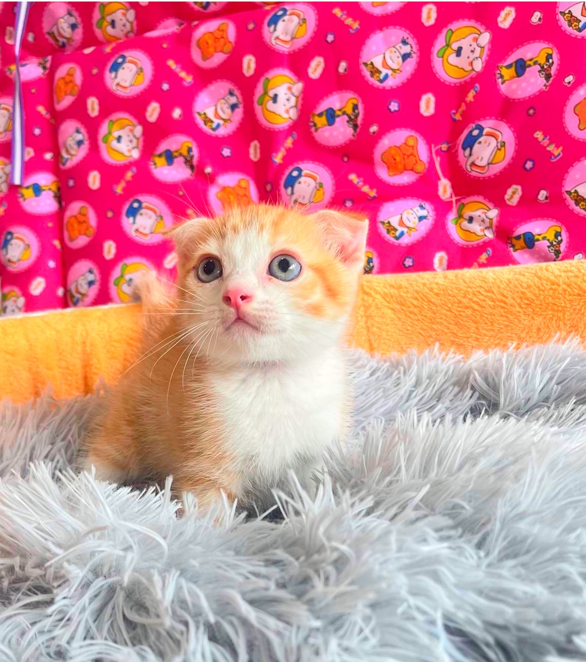 Dog And Cat Pet Center - Gallery image 5