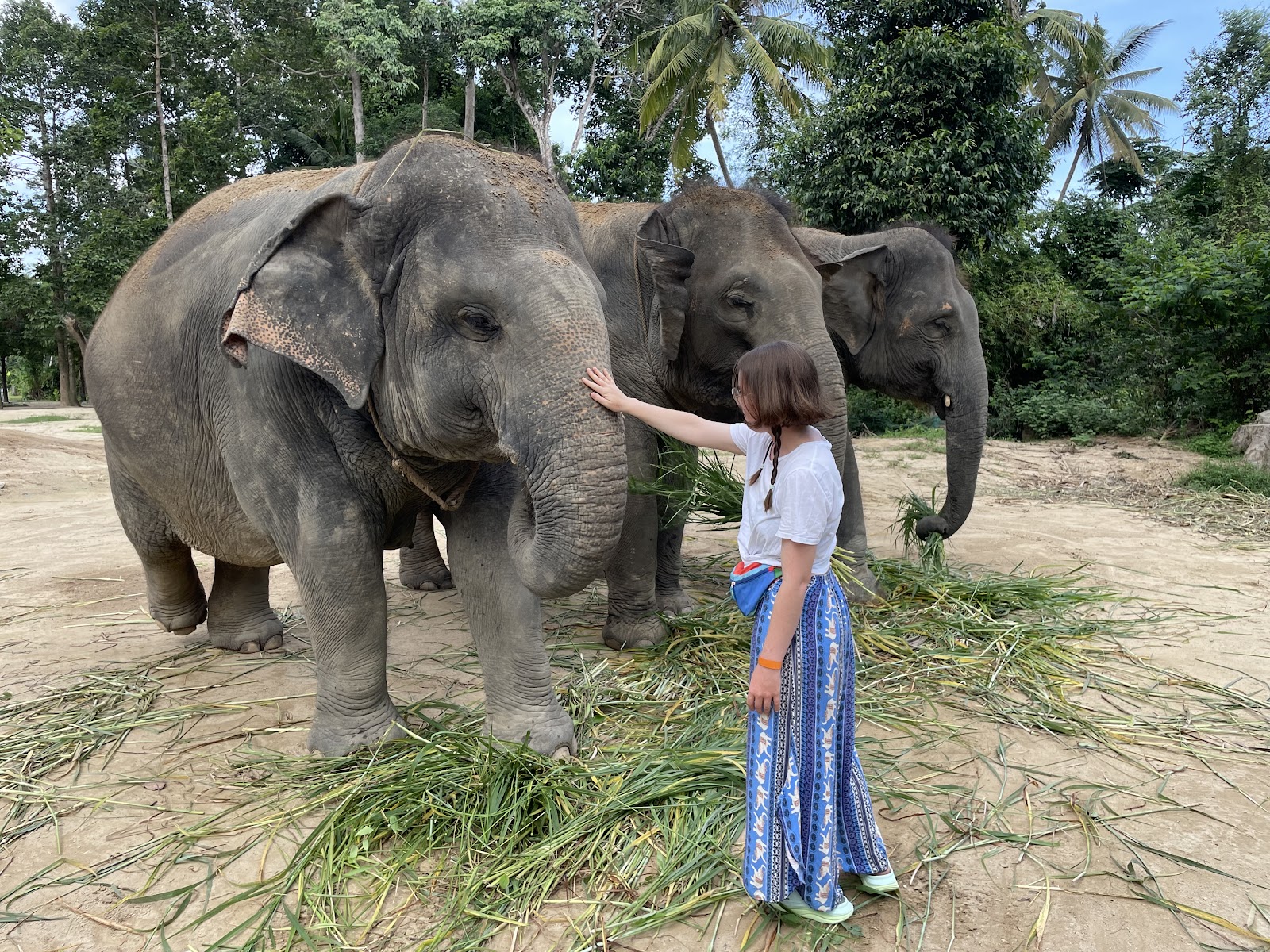 Elephant Jungle Sanctuary