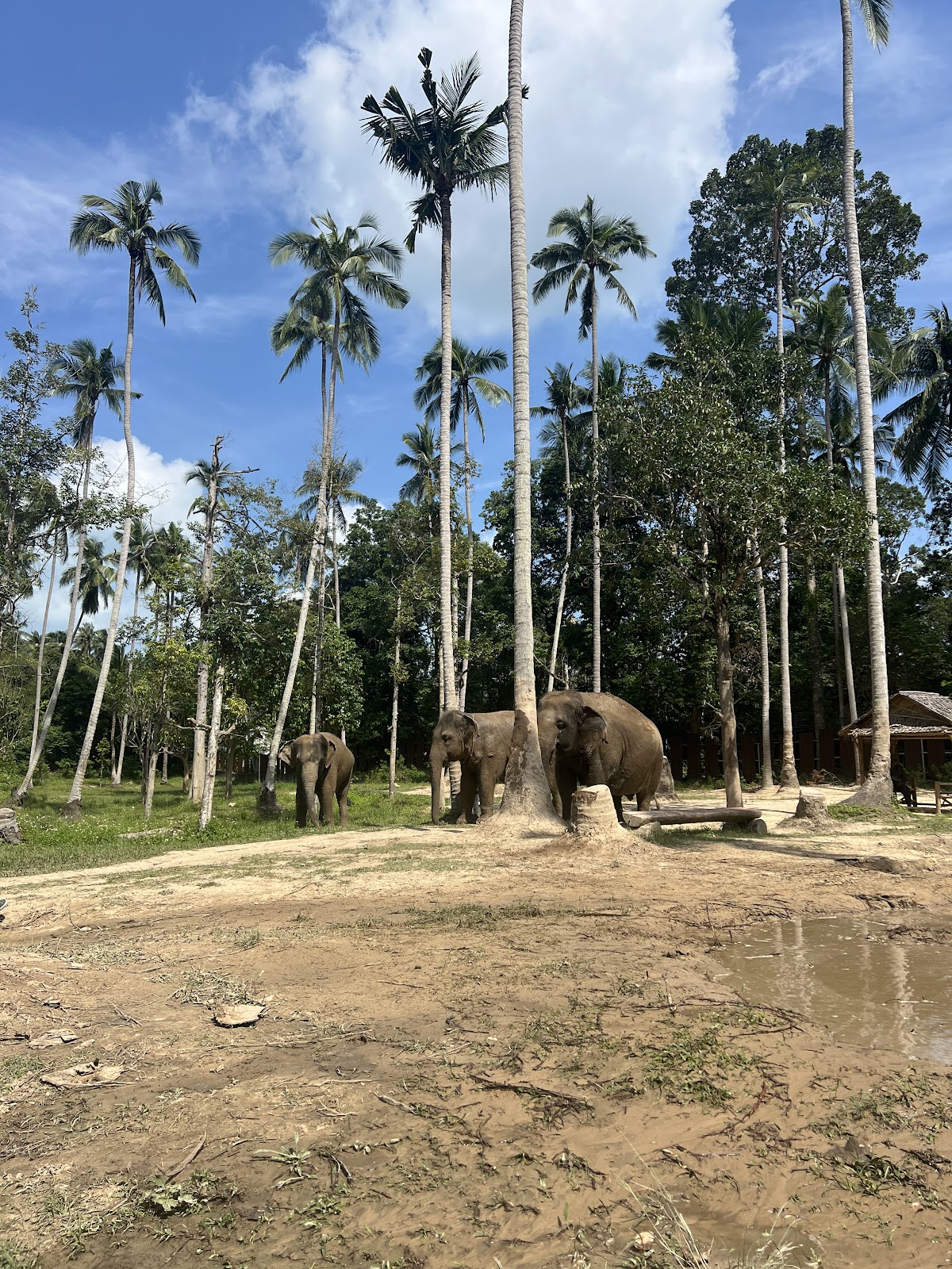 Elephant Jungle Sanctuary