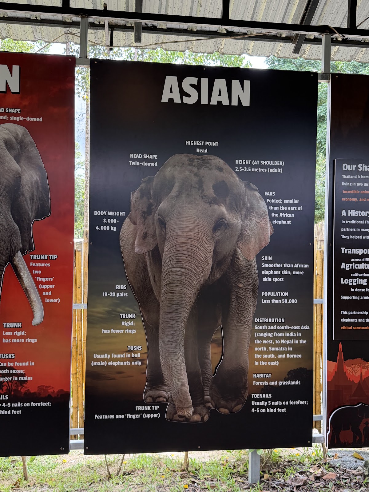 Elephant Jungle Sanctuary