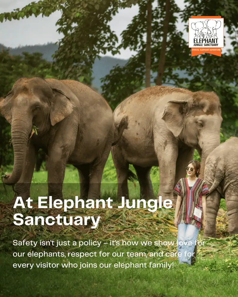 Elephant Jungle Sanctuary - Gallery image 8