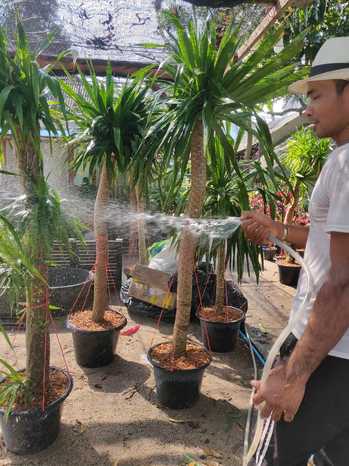 Green Garden Services