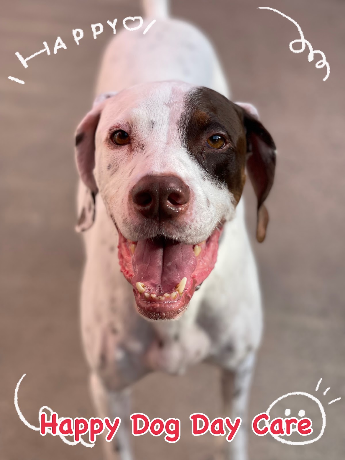 Happy Dog Day Care - Gallery image 4