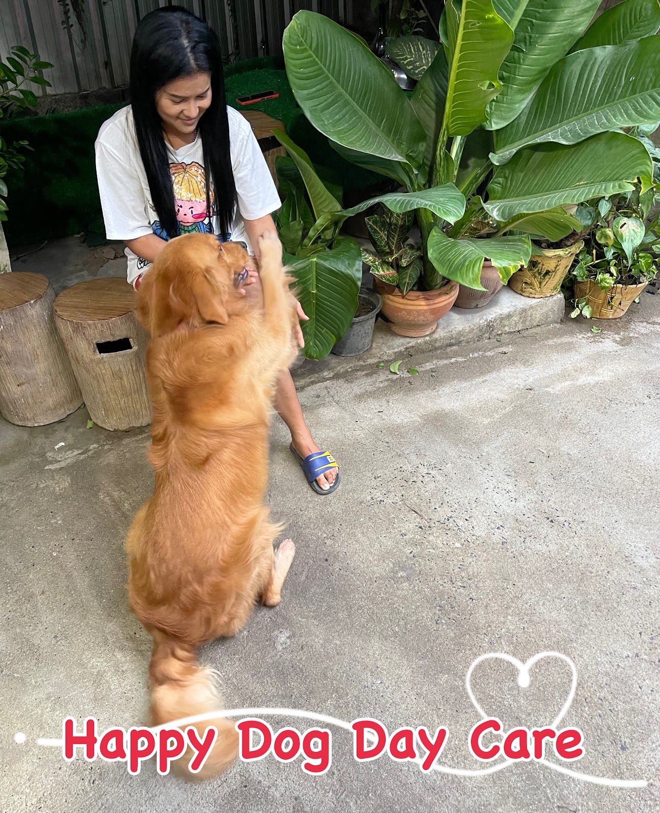 Happy Dog Day Care - Gallery image 5