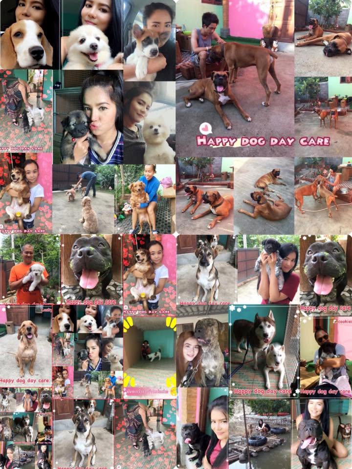 Happy Dog Day Care - Gallery image 7