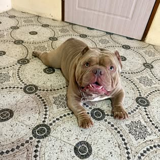 Happy Dog Day Care - Gallery image 8