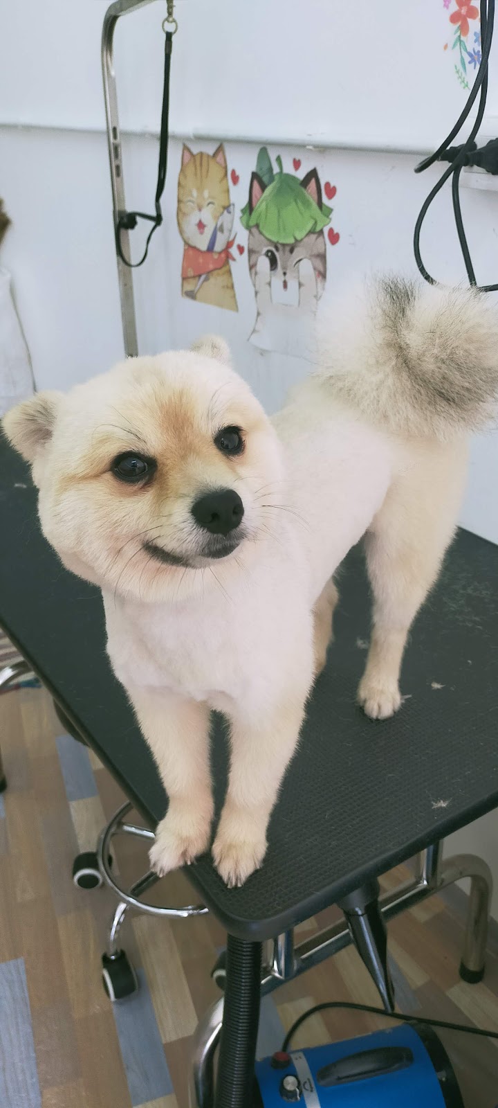 Happy Dog Maenam