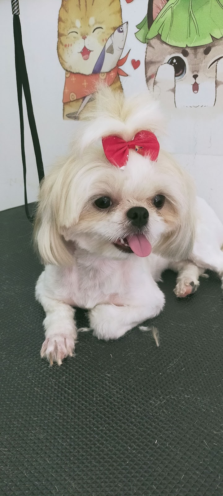 Happy Dog Maenam