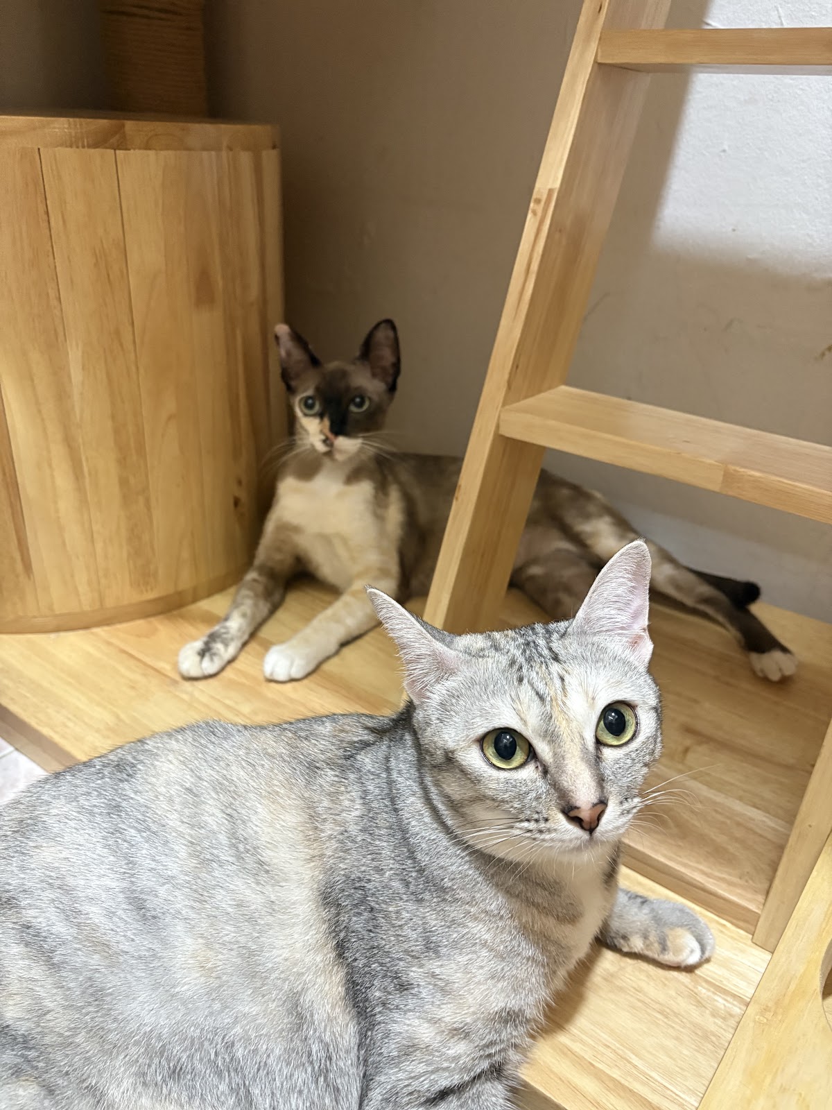 Happy Meaow Hotel