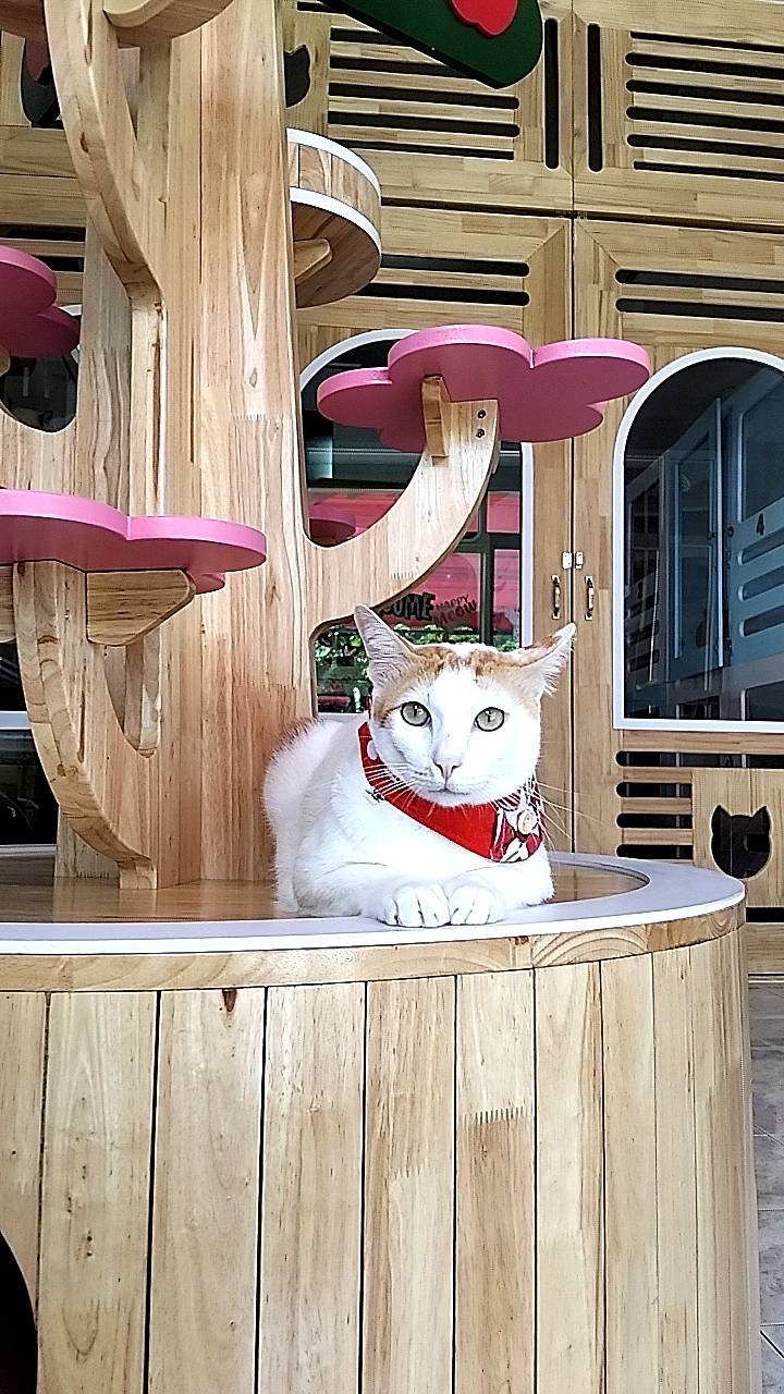 Happy Meaow Hotel