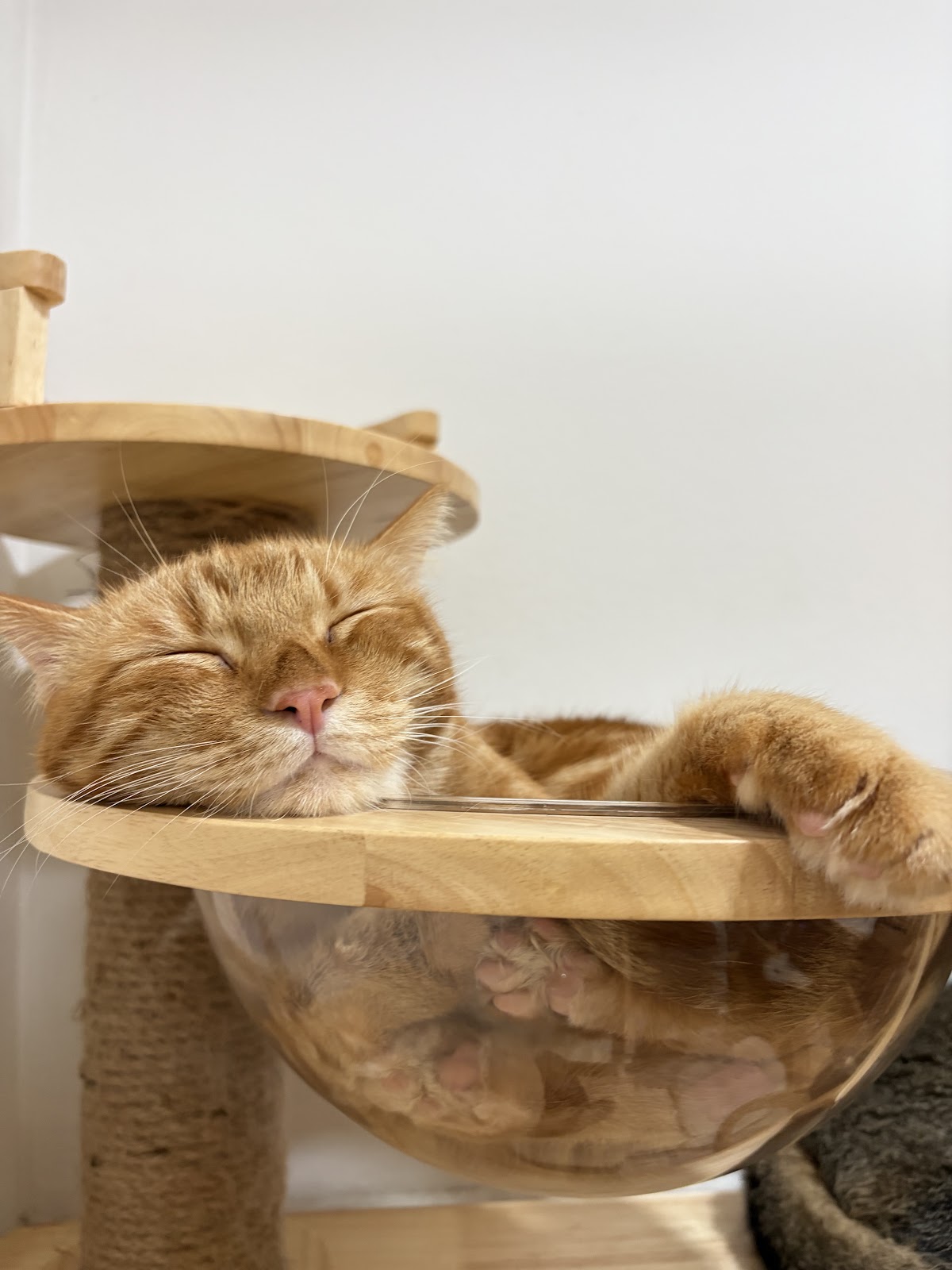 Happy Meaow Hotel - Gallery image 5