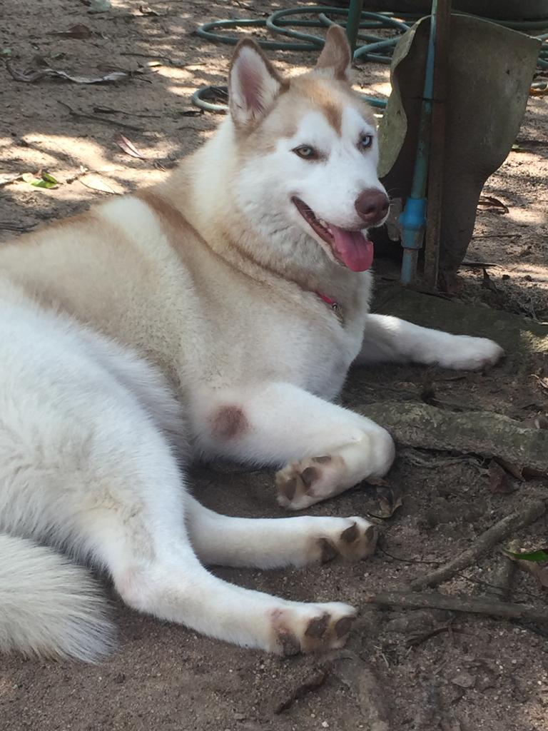 Ila's World Dog Hotel