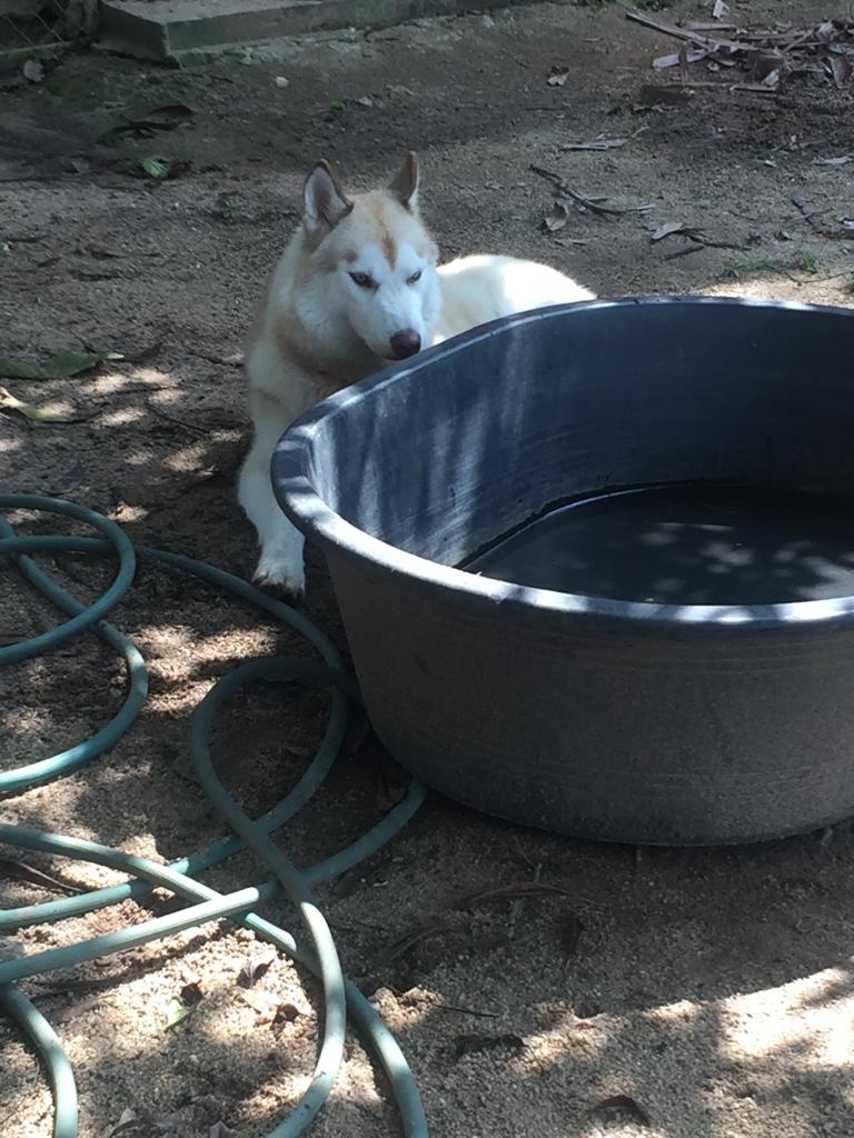 Ila's World Dog Hotel - Gallery image 5