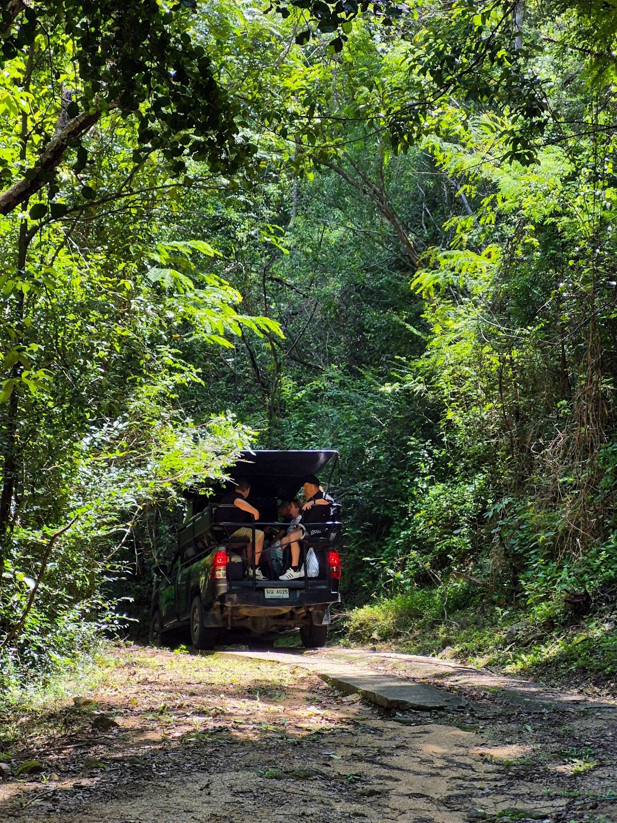 Jungle Safari Tours