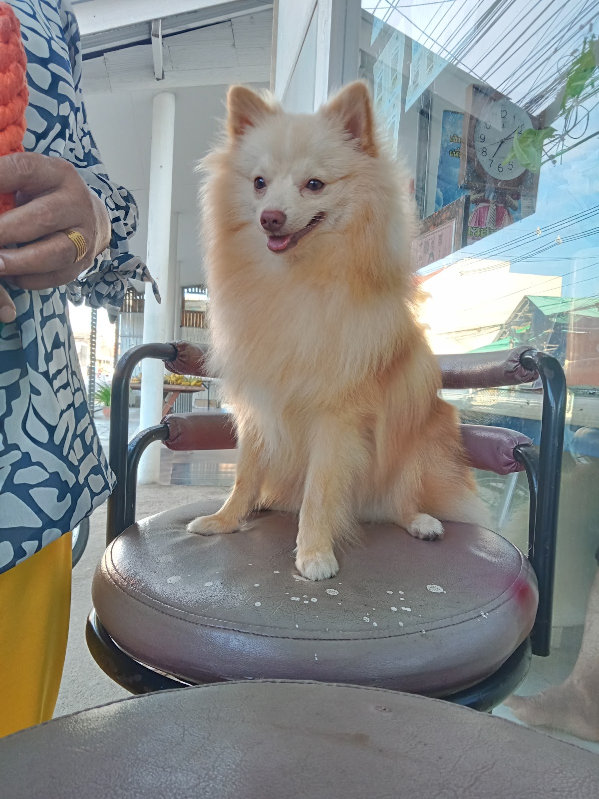 Meanam Veterinarian Clinic