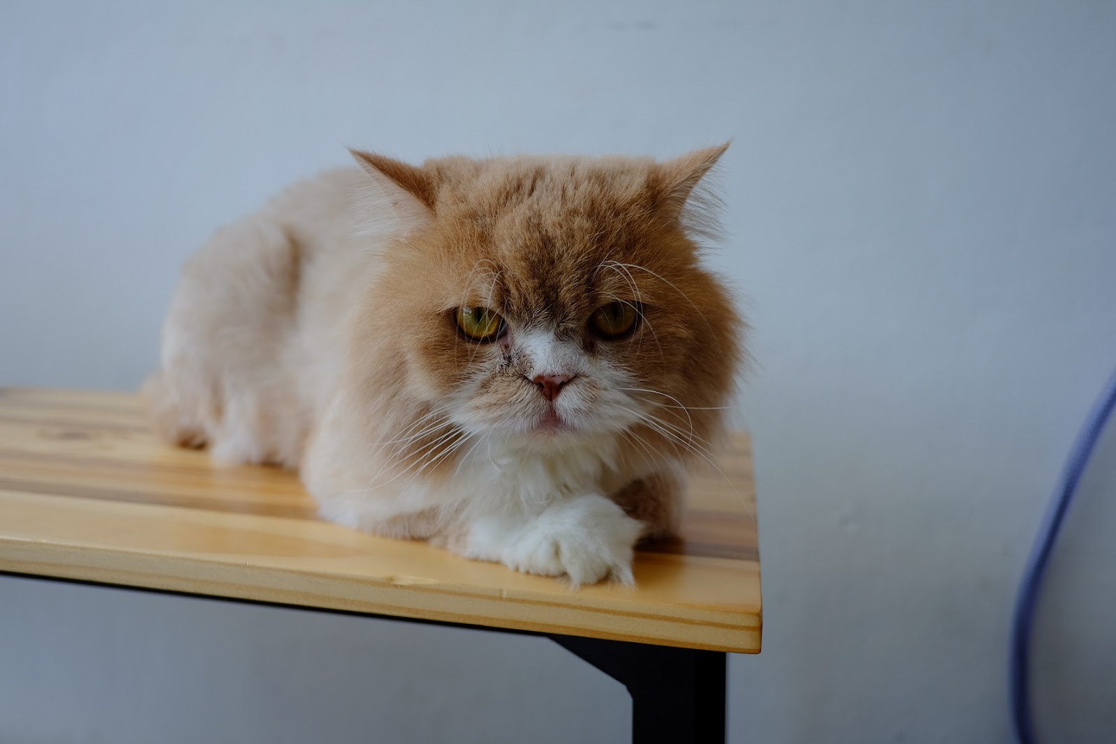 Meanam Veterinarian Clinic - Gallery image 5