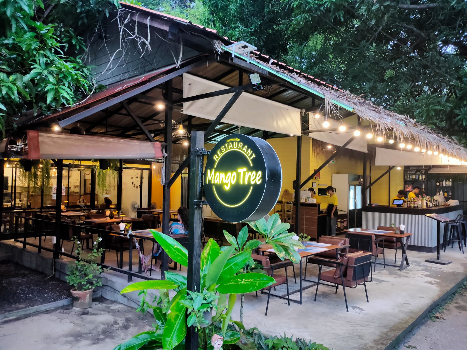 Mango Tree