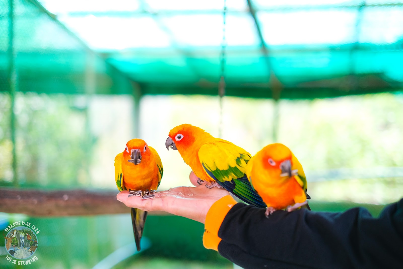 Paradise Park Farm