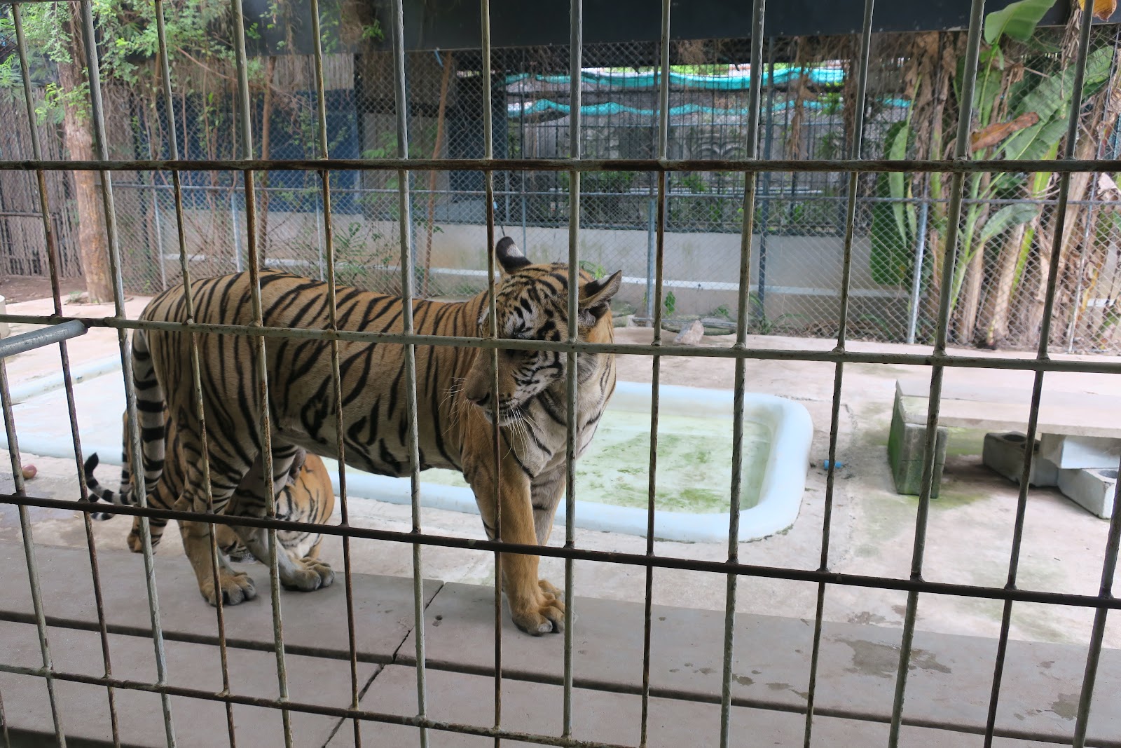 Samui Aquarium & Tiger Zoo