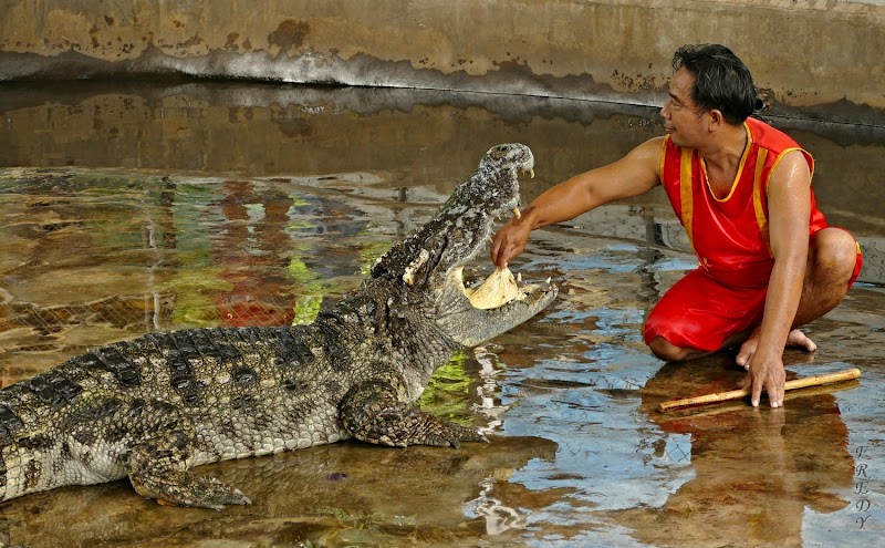 Samui Crocodile Farm