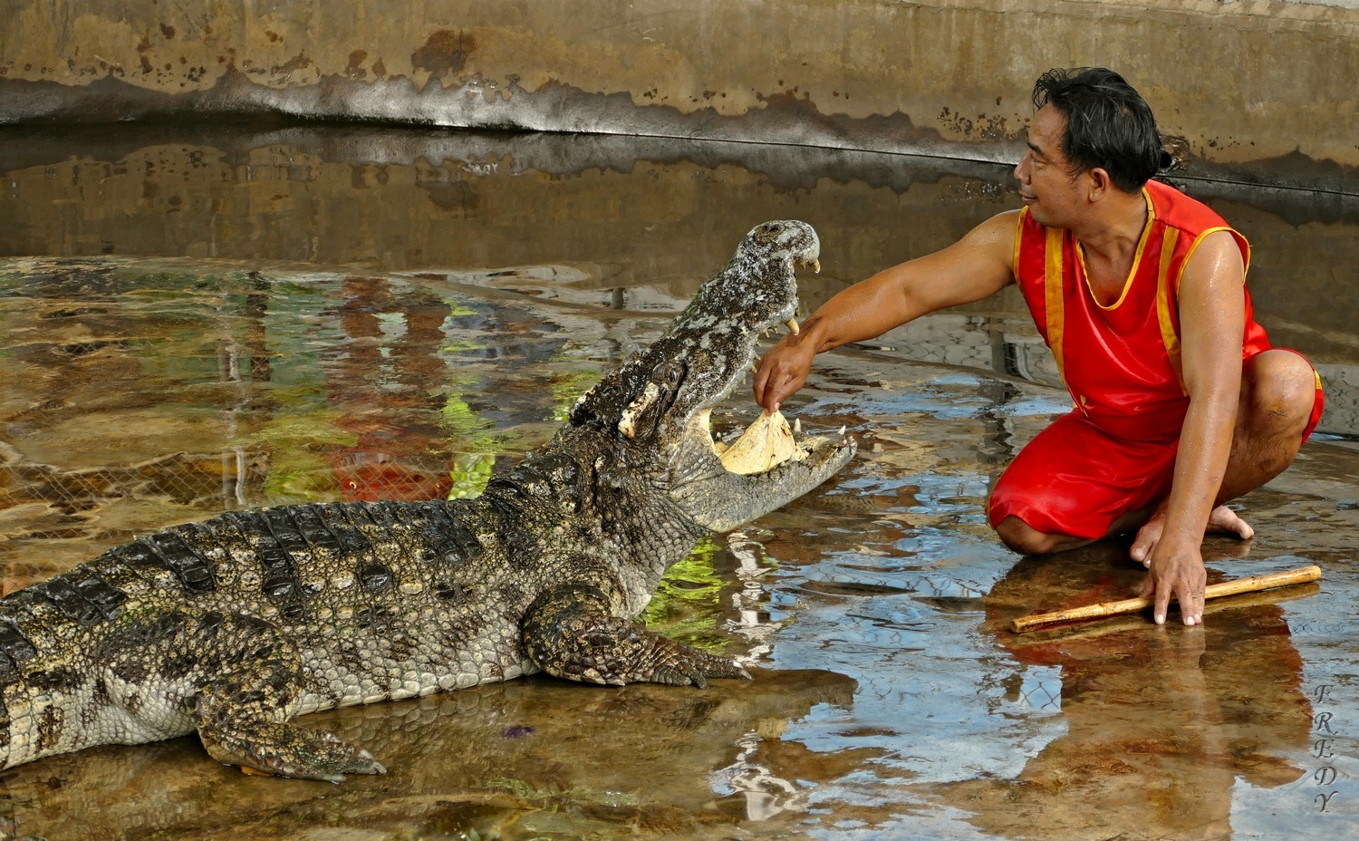 Samui Crocodile Farm
