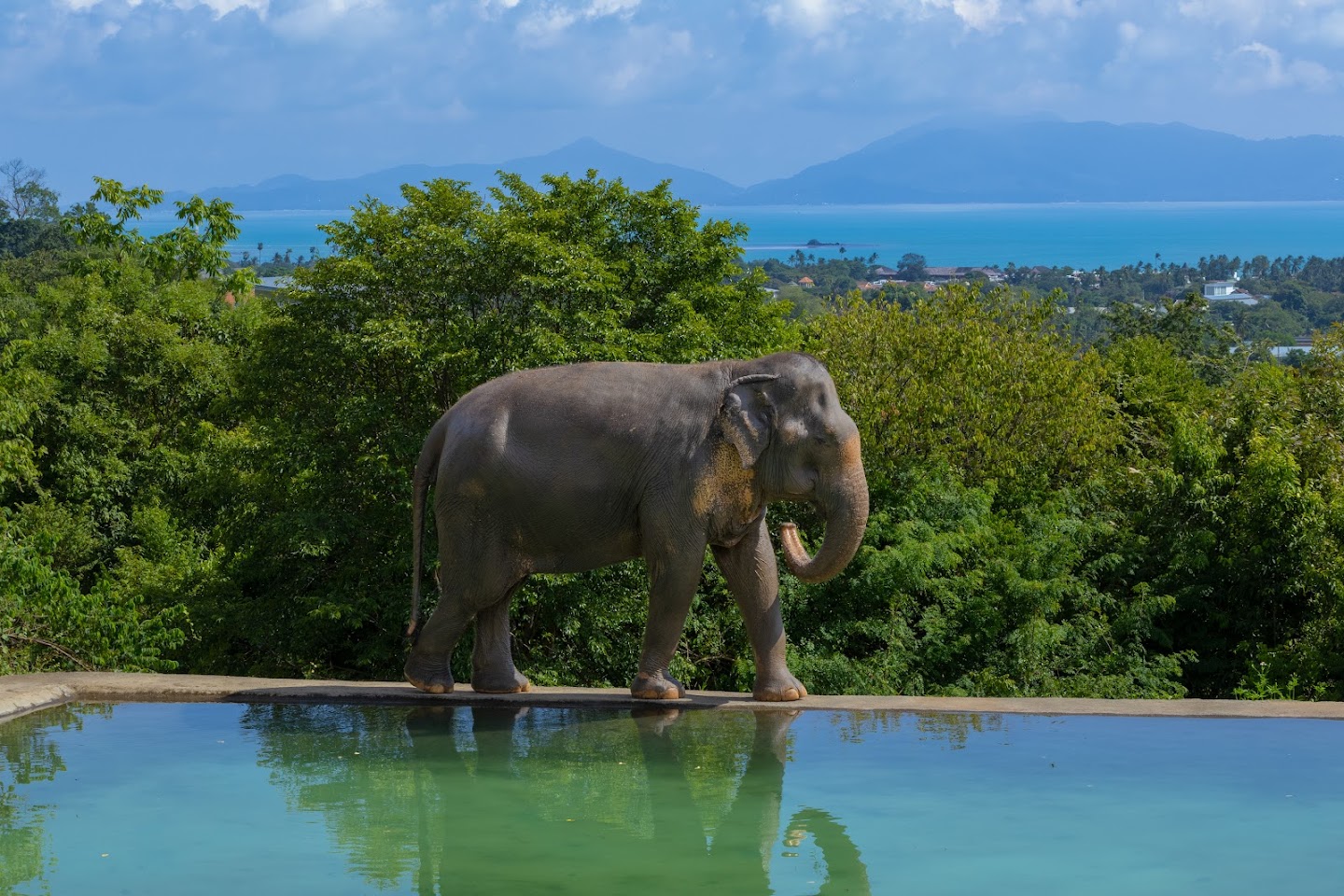 Samui Elephant Haven