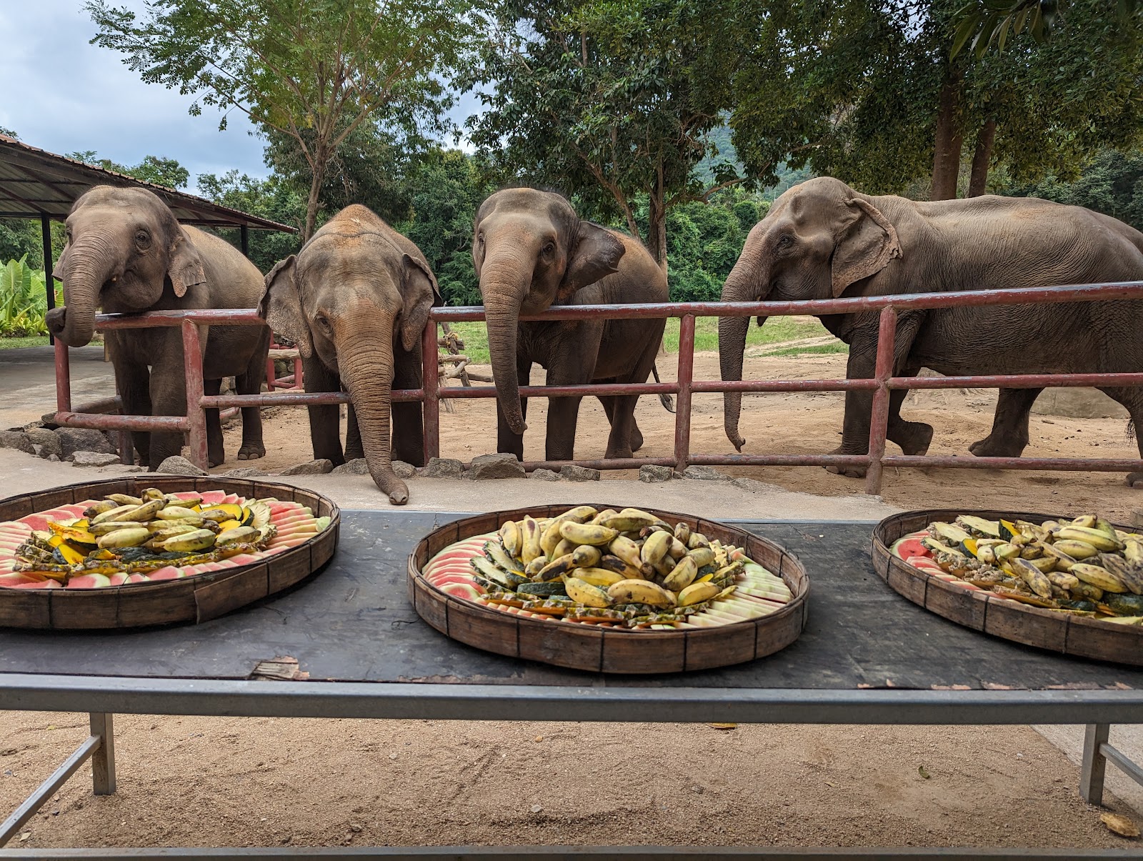 Samui Elephant Haven