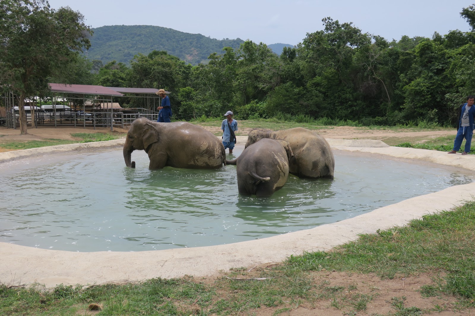 Samui Elephant Haven - Gallery image 5