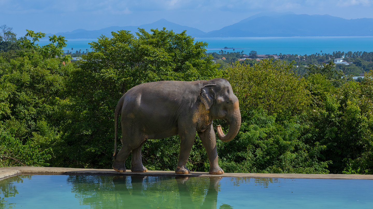 Samui Elephant Haven - Gallery image 6
